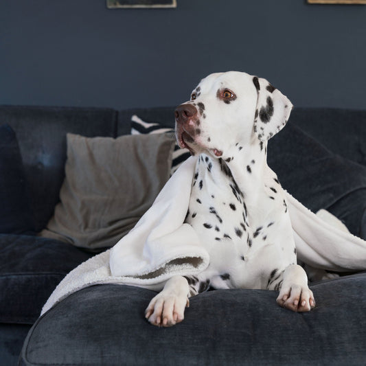 Dog & Puppy Blanket in Bouclé