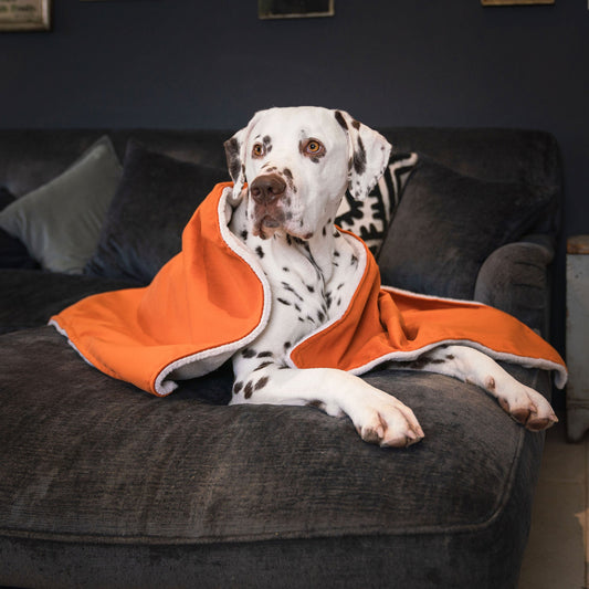 Dog & Puppy Blanket in Pumpkin Velvet