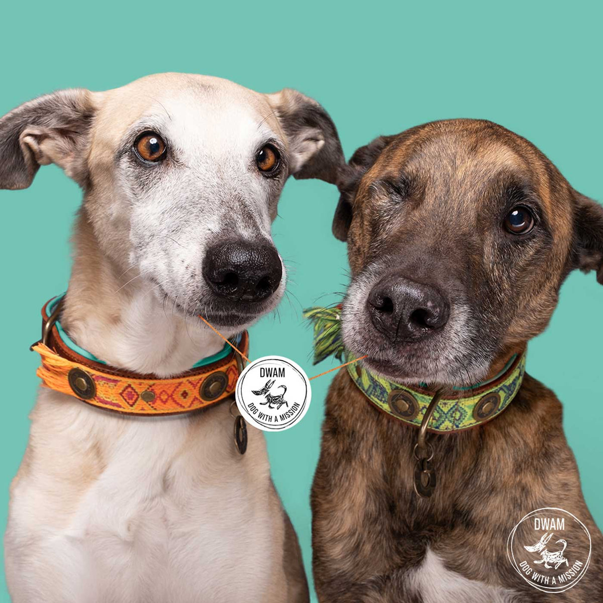 Boho Diego Dog Collar by DWAM, view 2