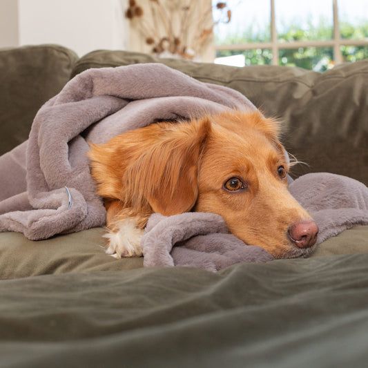 Dog & Puppy Blanket in Calming Anti-Anxiety Fawn Faux Fur