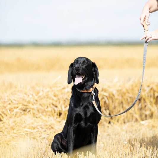 Essentials Twill Dog Lead in Slate
