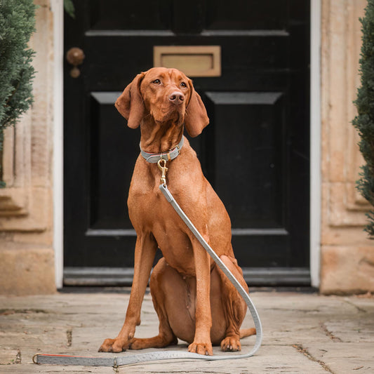 Ostrich Leather Dog Lead in Grey & Orange