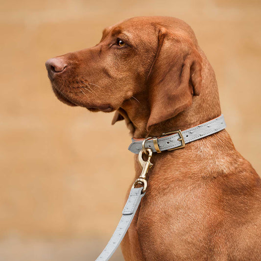 Ostrich Leather Dog Collar in Grey & Orange