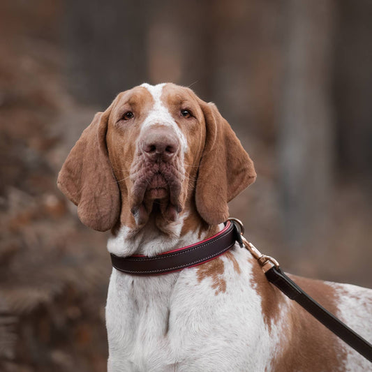 Italian Padded Leather Dog Collar in Brown & Red