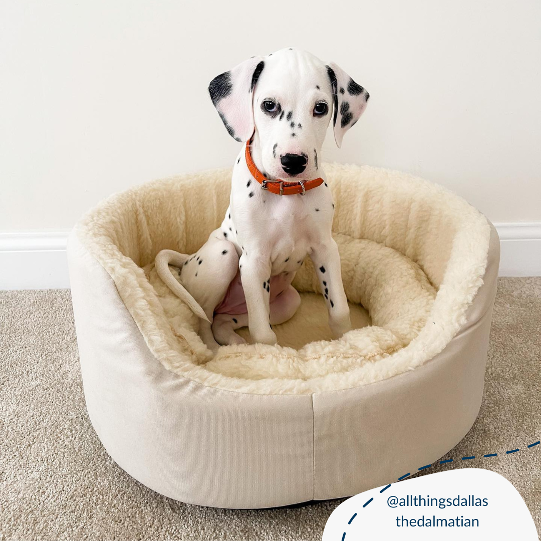 Grow With Me Puppy Bed in Cream, view 10