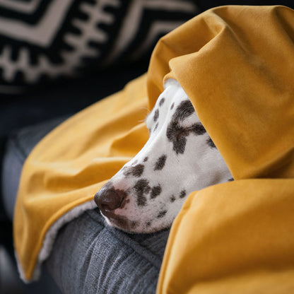 Dog & Puppy Blanket in Saffron Velvet, view 2