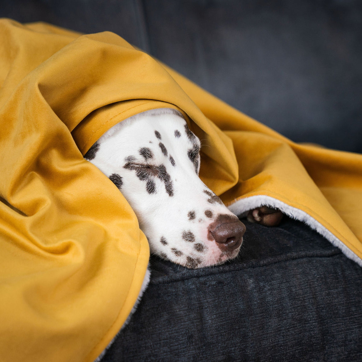 Dog & Puppy Blanket in Saffron Velvet, view 3