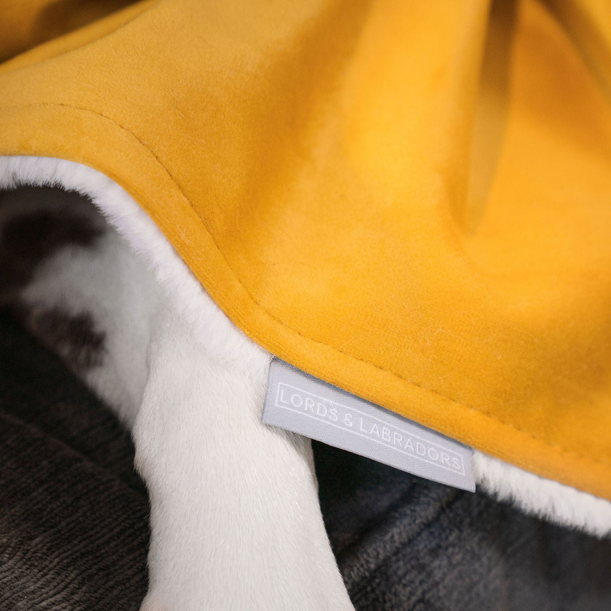 Dog & Puppy Blanket in Saffron Velvet, view 4