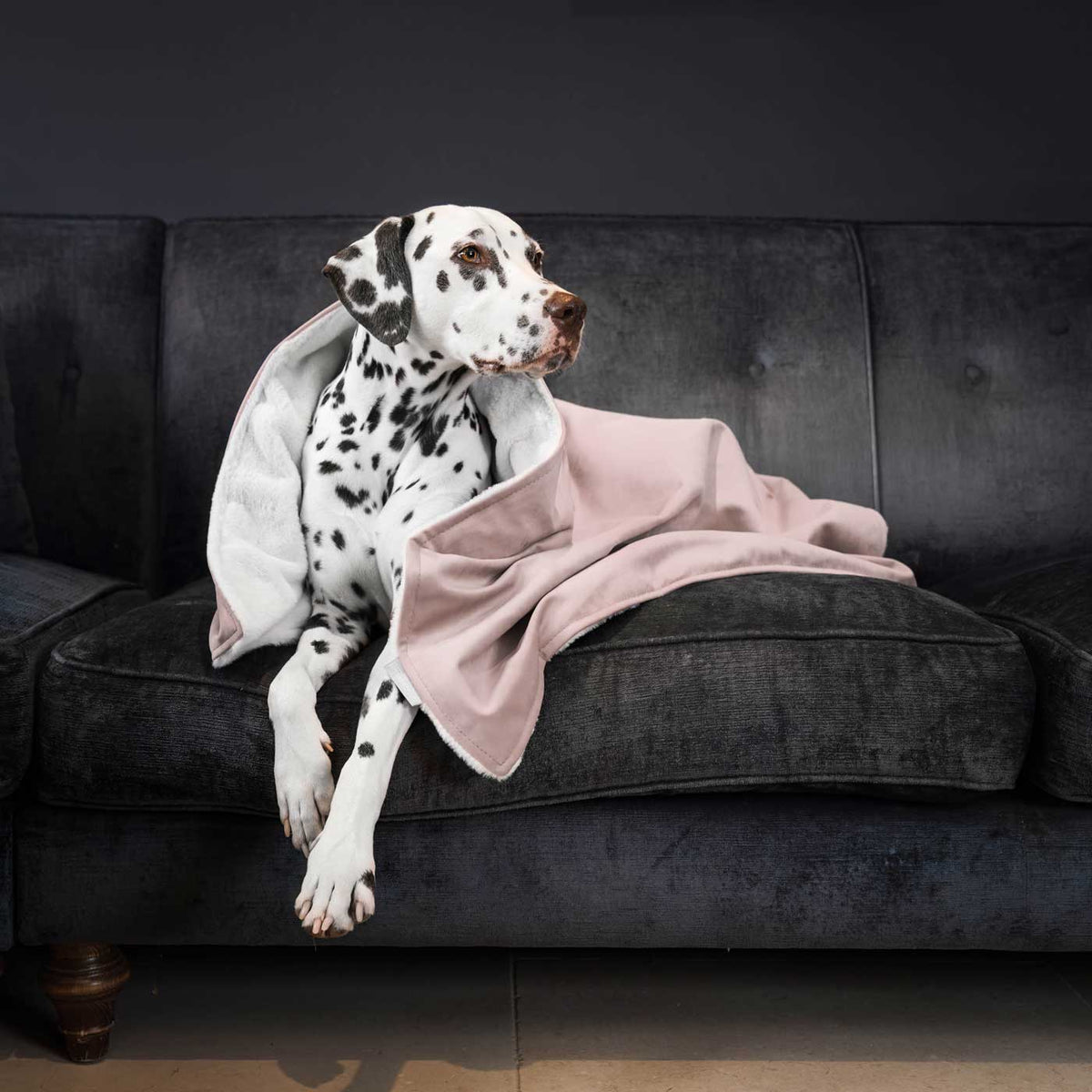 Dog & Puppy Blanket in Blossom Velvet