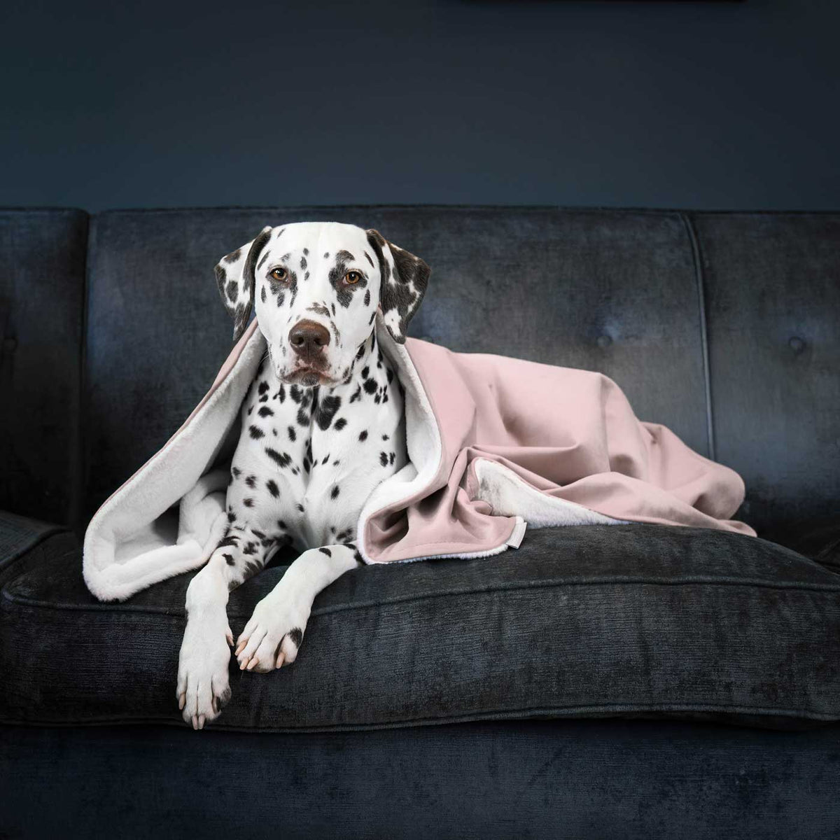 Dog & Puppy Blanket in Blossom Velvet, view 2