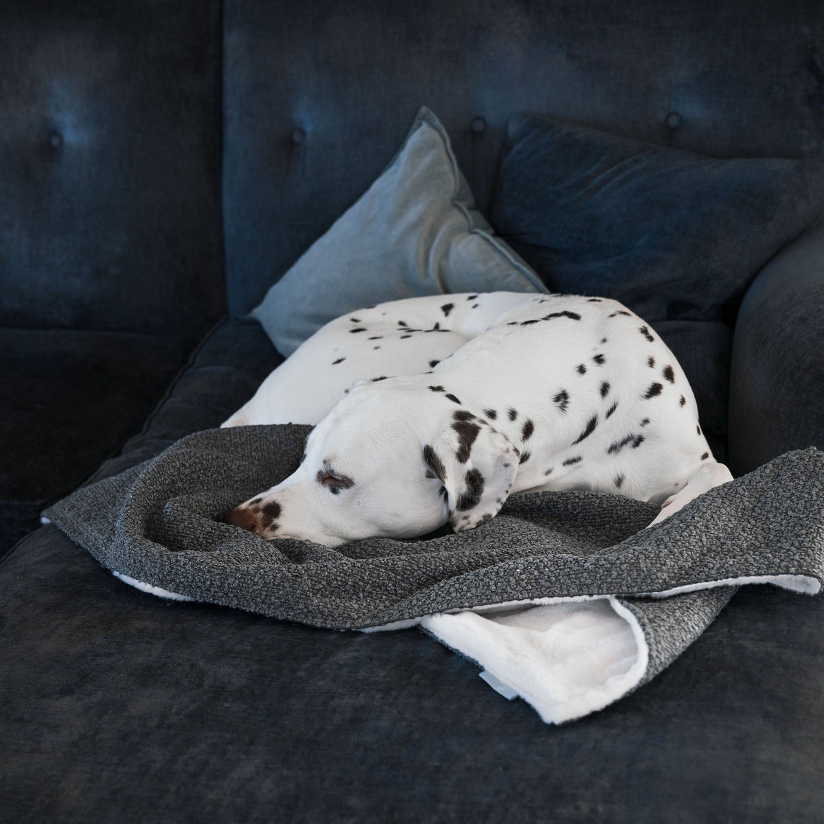 Dog & Puppy Blanket in Bouclé, view 16