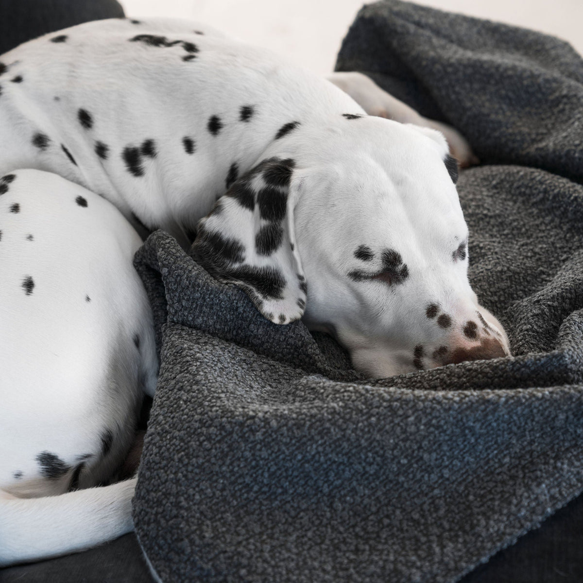 Dog & Puppy Blanket in Bouclé, view 15