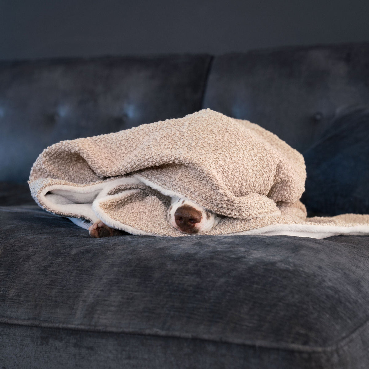 Dog & Puppy Blanket in Bouclé, view 8