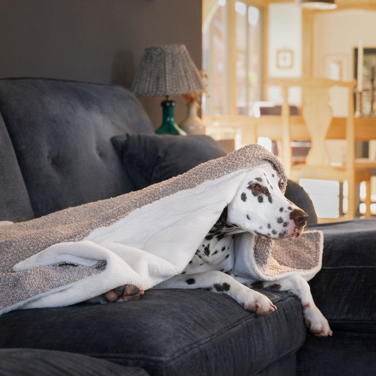 Dog & Puppy Blanket in Bouclé, view 9