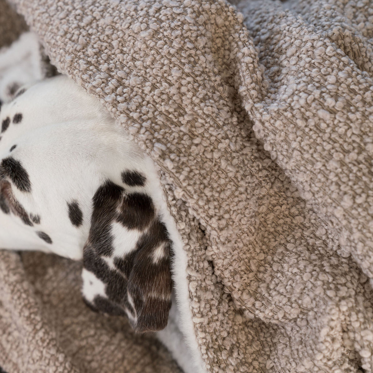 Dog & Puppy Blanket in Bouclé, view 10