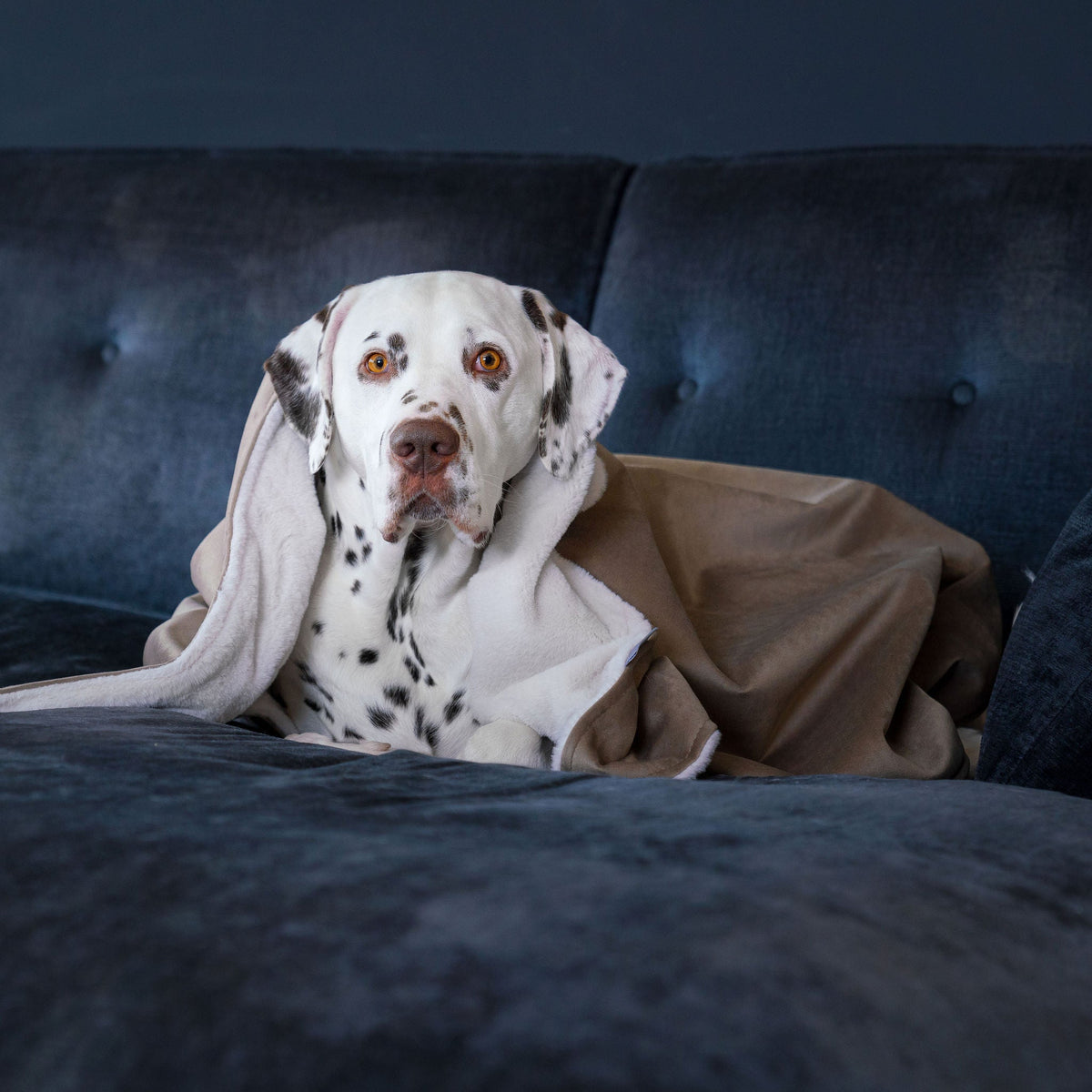 Dog & Puppy Blanket in Clay Velvet, view 2