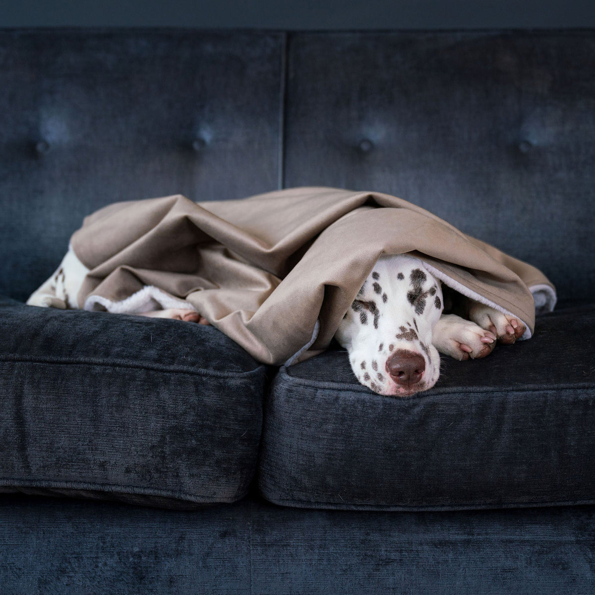 Dog & Puppy Blanket in Clay Velvet, view 4