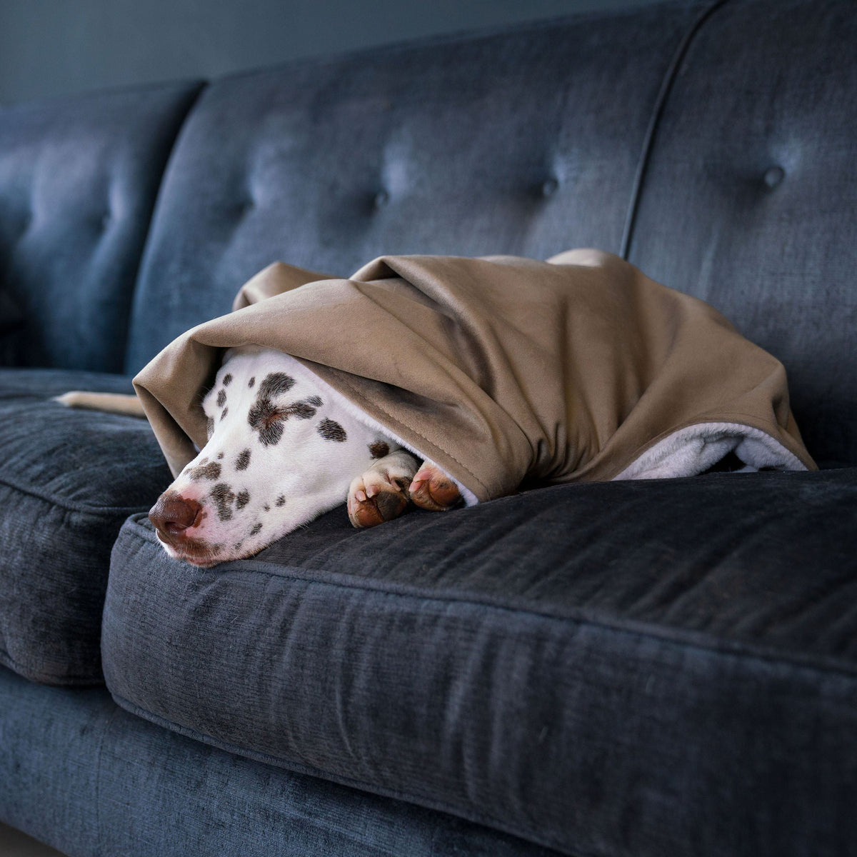 Dog & Puppy Blanket in Clay Velvet