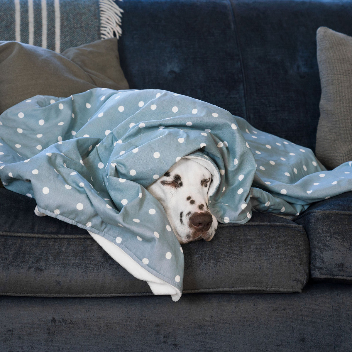 Dog & Puppy Blanket in Spots & Stripes, view 9