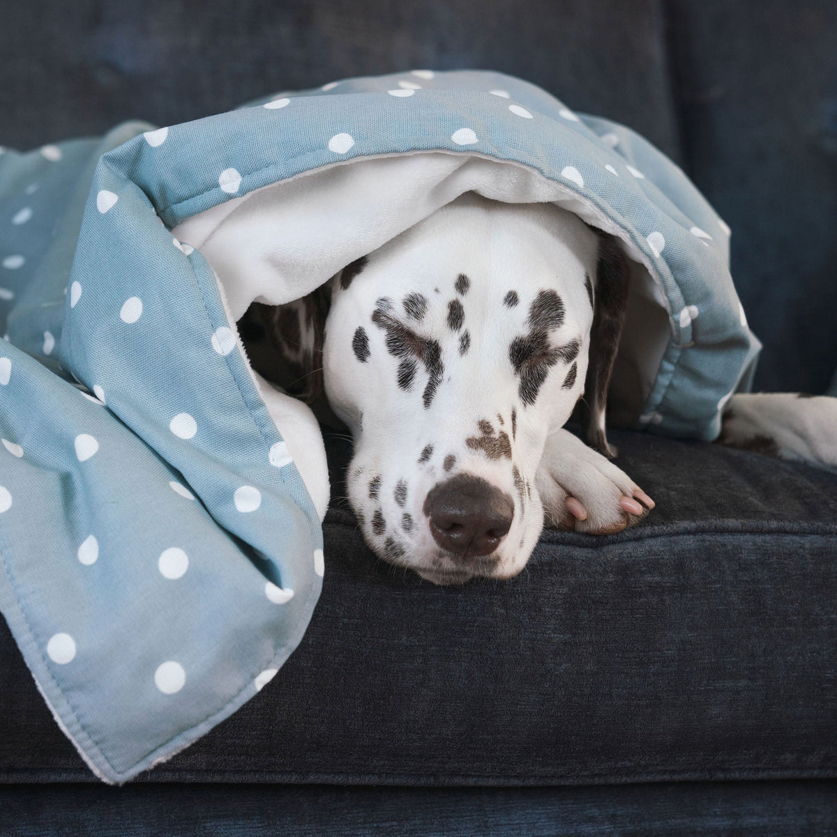 Dog & Puppy Blanket in Spots & Stripes, view 10