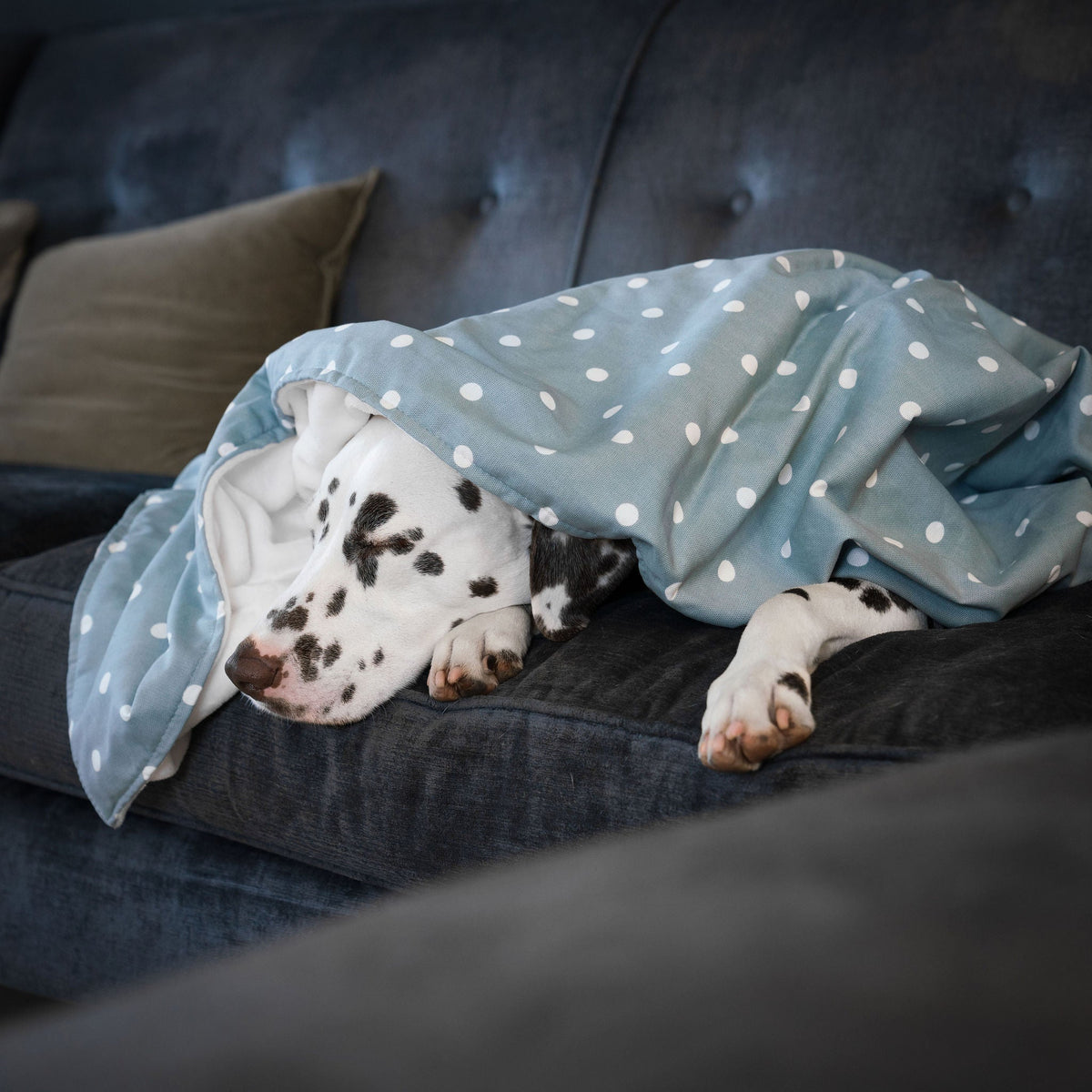 Dog & Puppy Blanket in Spots & Stripes, view 12