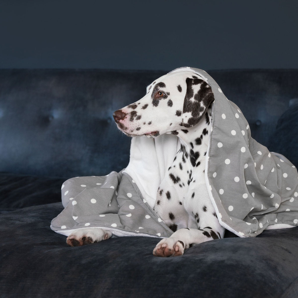 Dog & Puppy Blanket in Spots & Stripes