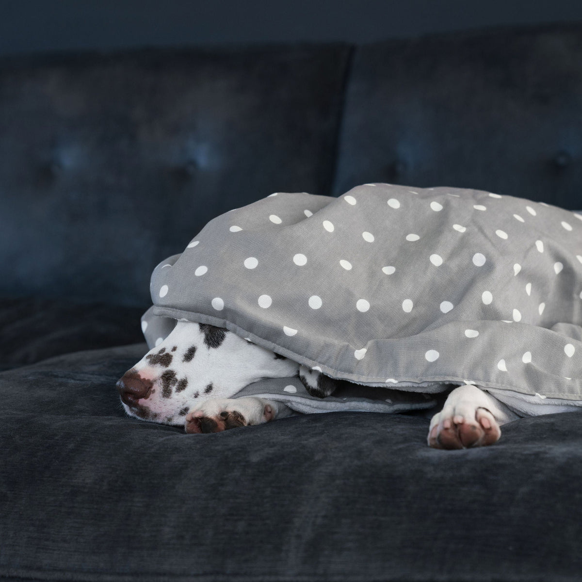 Dog & Puppy Blanket in Spots & Stripes, view 4
