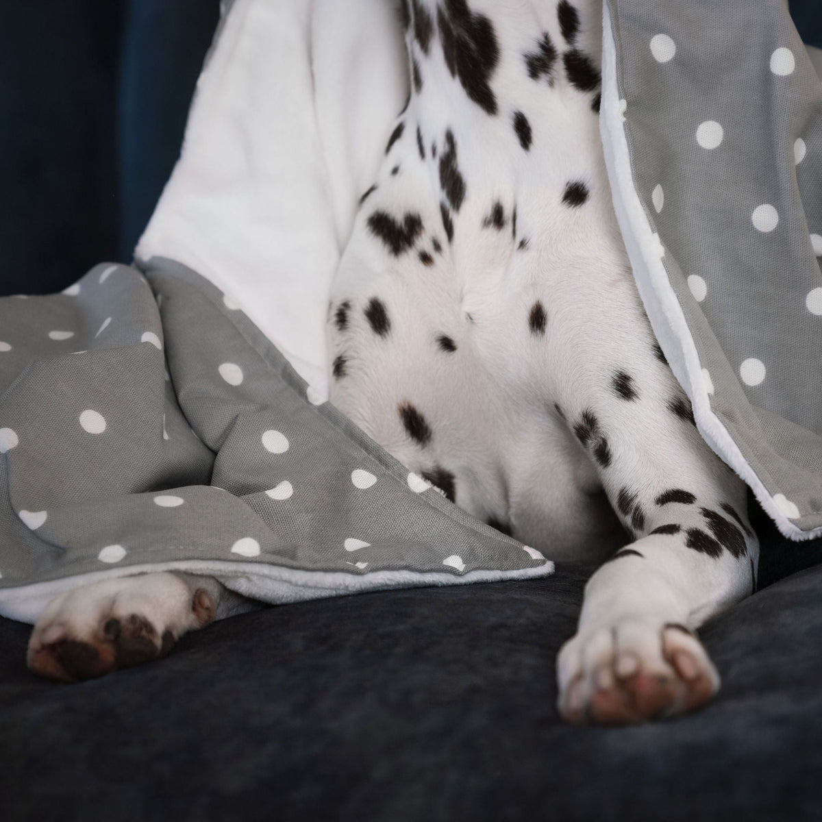 Dog & Puppy Blanket in Spots & Stripes, view 3