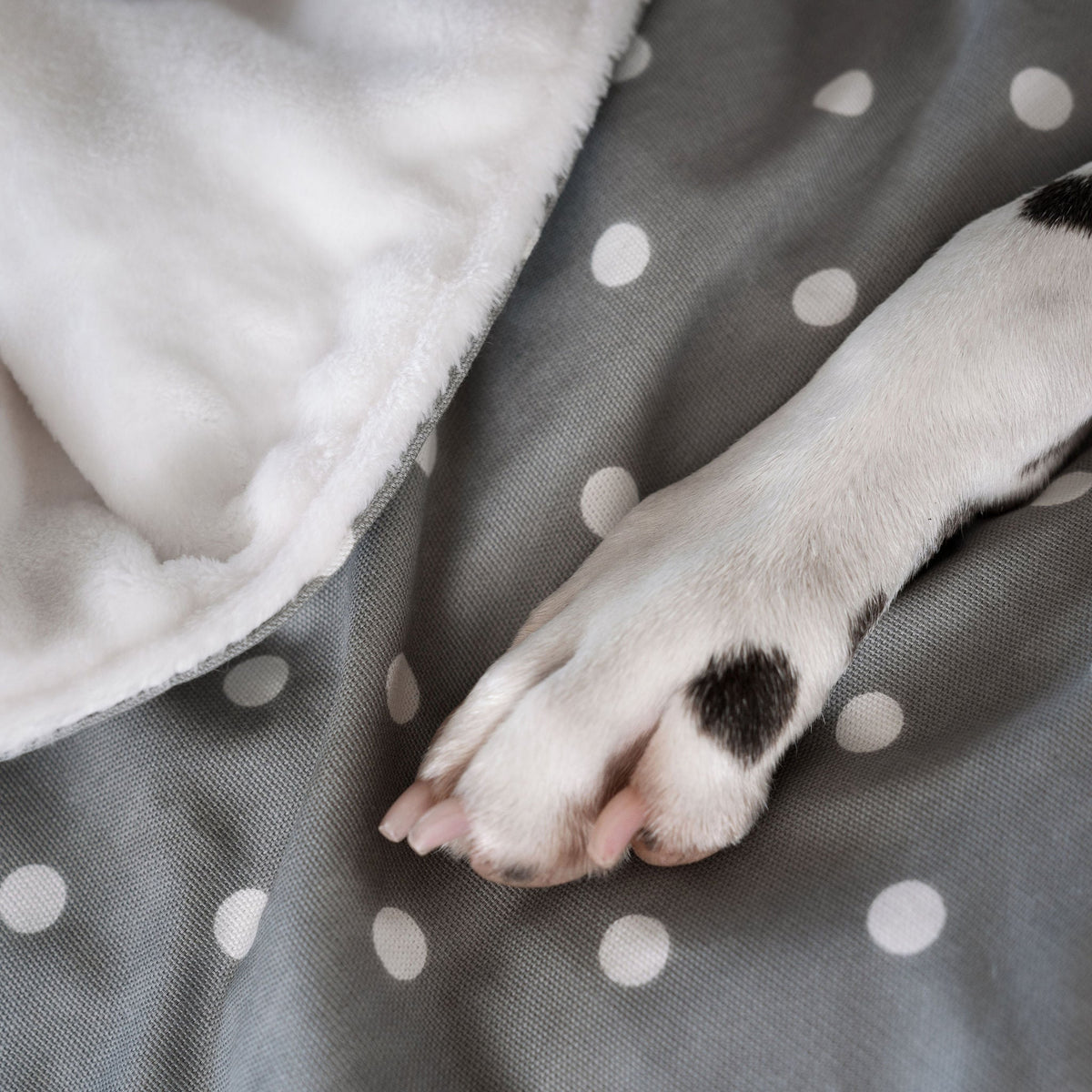 Dog & Puppy Blanket in Spots & Stripes, view 5