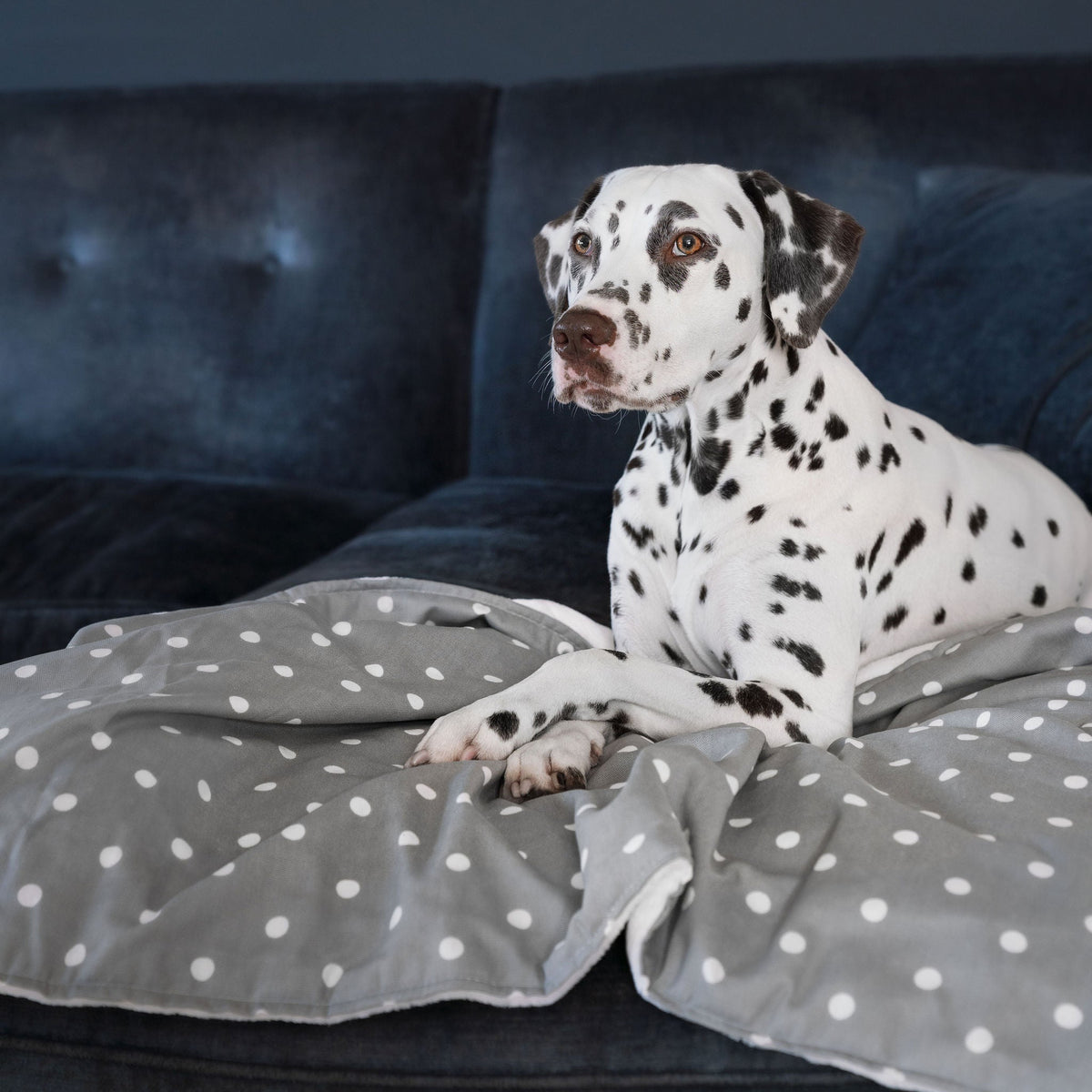 Dog & Puppy Blanket in Spots & Stripes, view 2