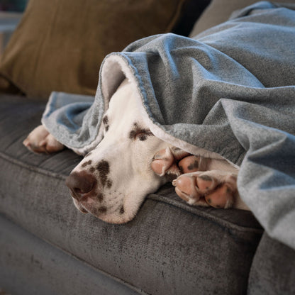Dog & Puppy Blanket in Inchmurrin Iceberg, view 4