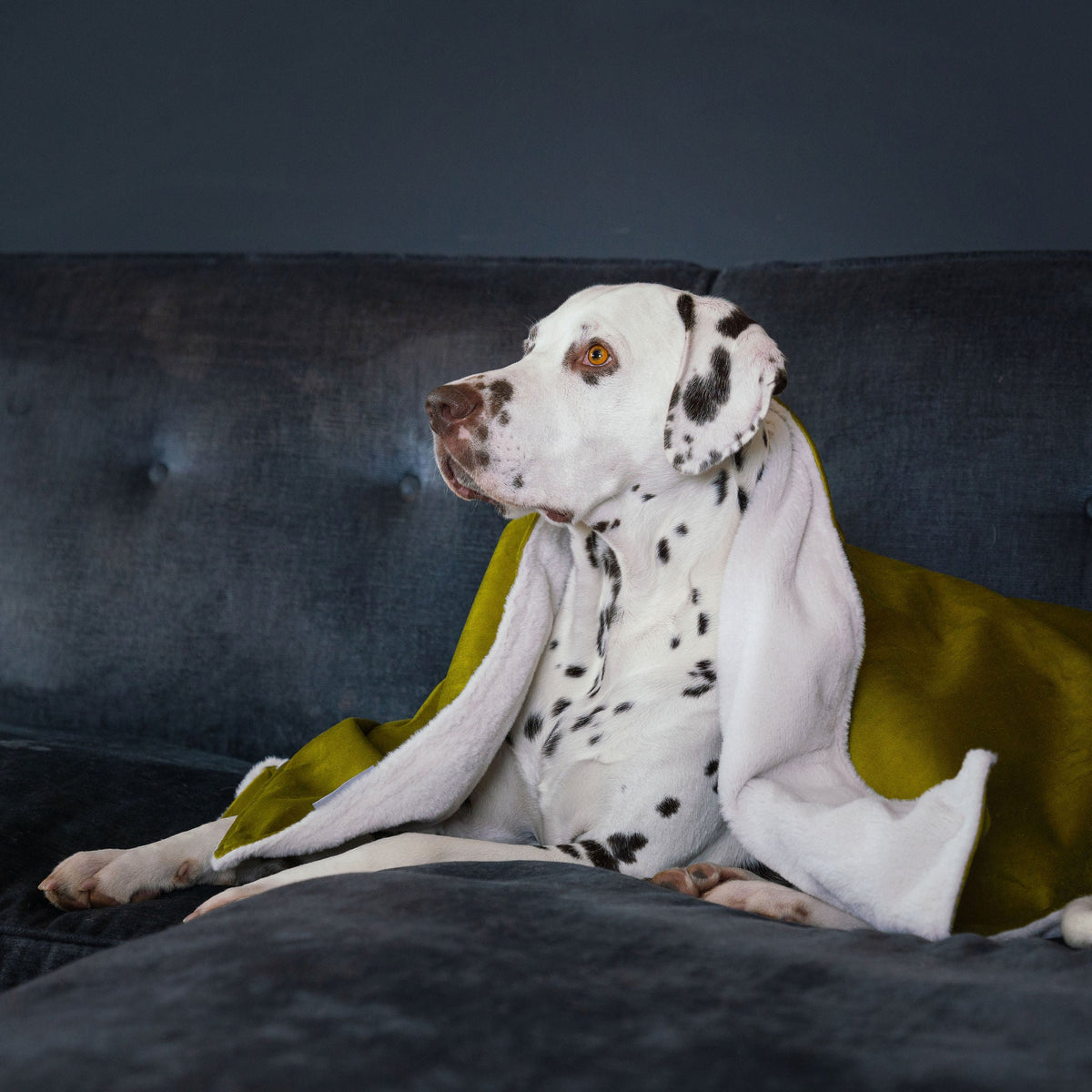 Dog & Puppy Blanket in Olive Velvet, view 2