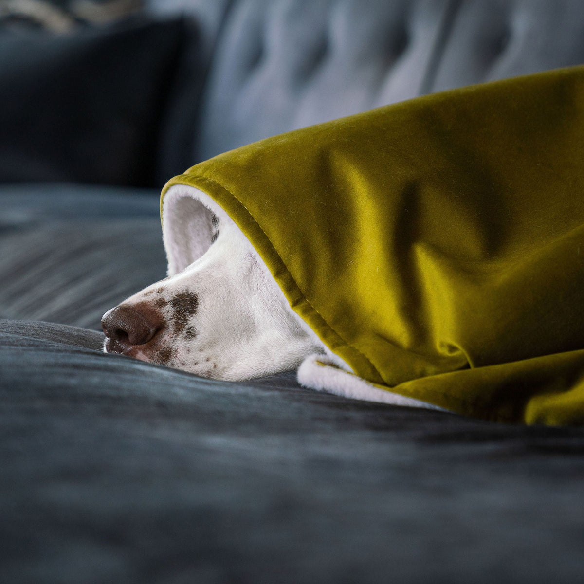 Dog & Puppy Blanket in Olive Velvet, view 3