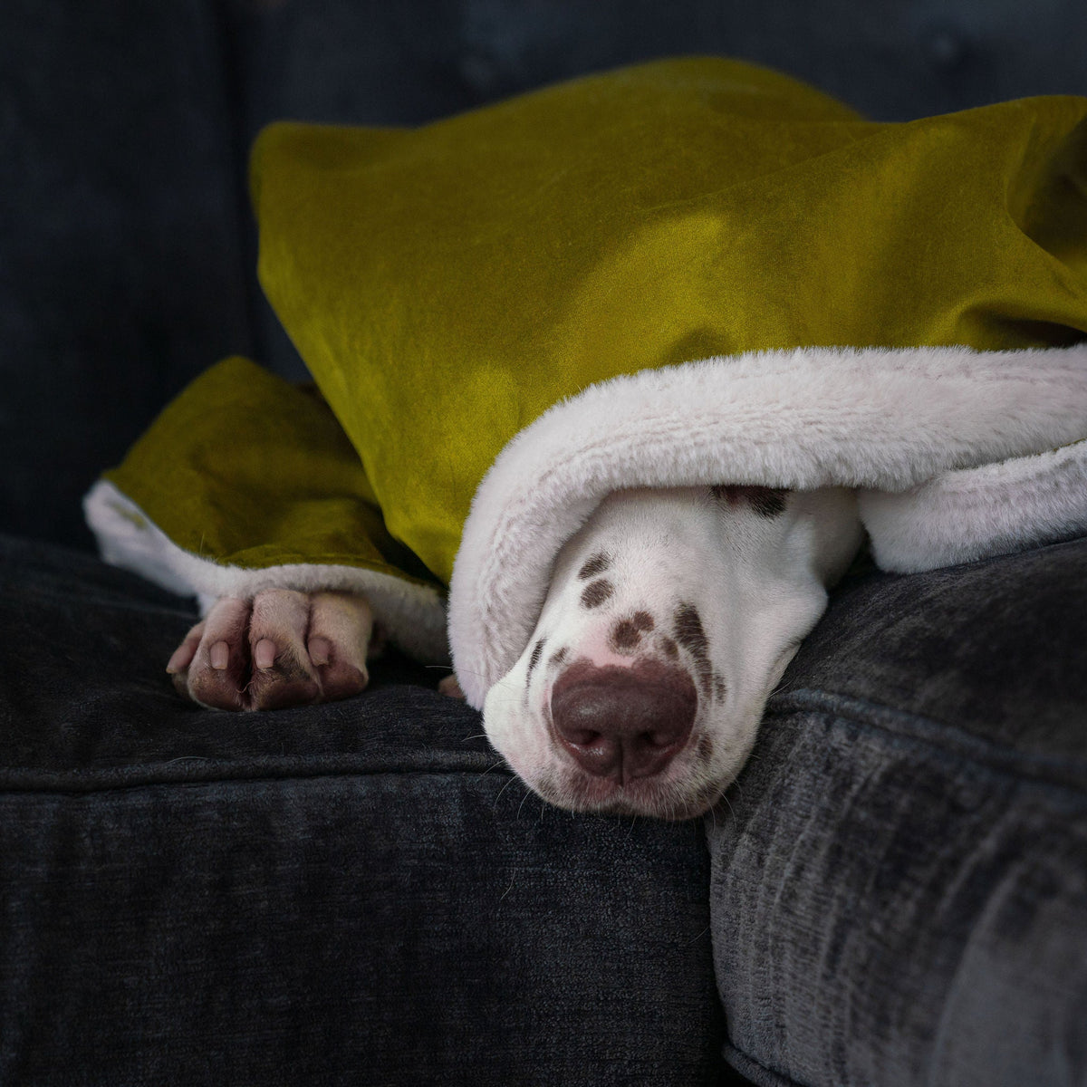 Dog & Puppy Blanket in Olive Velvet, view 4