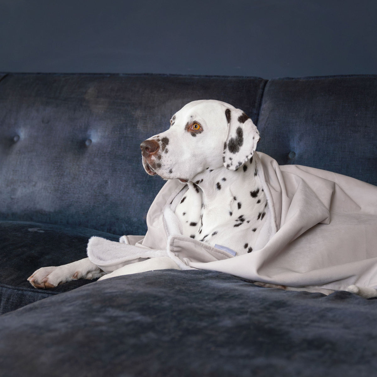 Dog & Puppy Blanket in Oyster Velvet, view 2