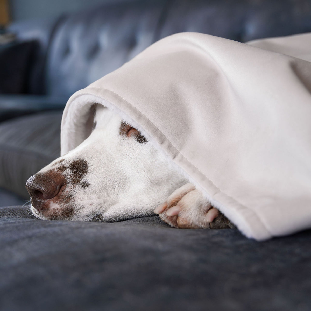 Dog & Puppy Blanket in Oyster Velvet, view 3