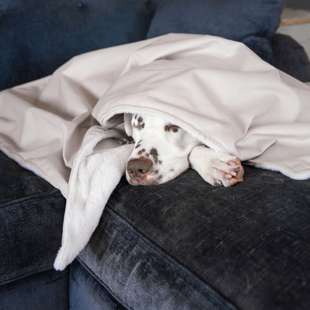 Dog & Puppy Blanket in Oyster Velvet