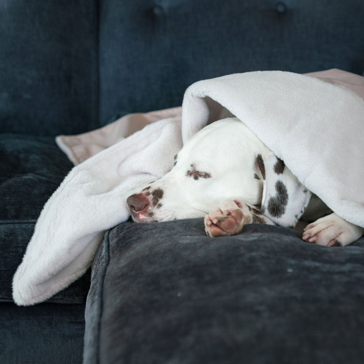 Dog & Puppy Blanket in Oyster Velvet, view 5