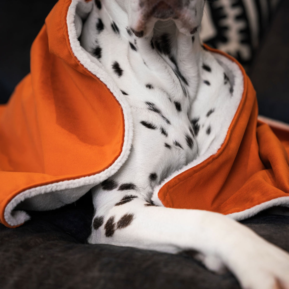 Dog & Puppy Blanket in Pumpkin Velvet, view 2