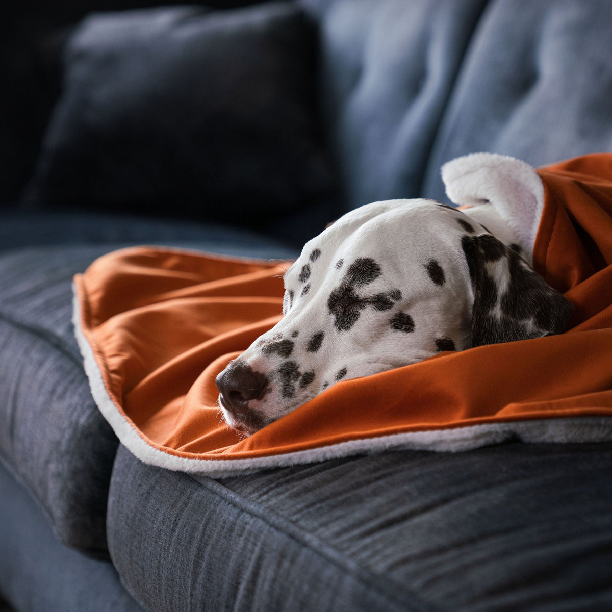 Dog & Puppy Blanket in Pumpkin Velvet, view 3