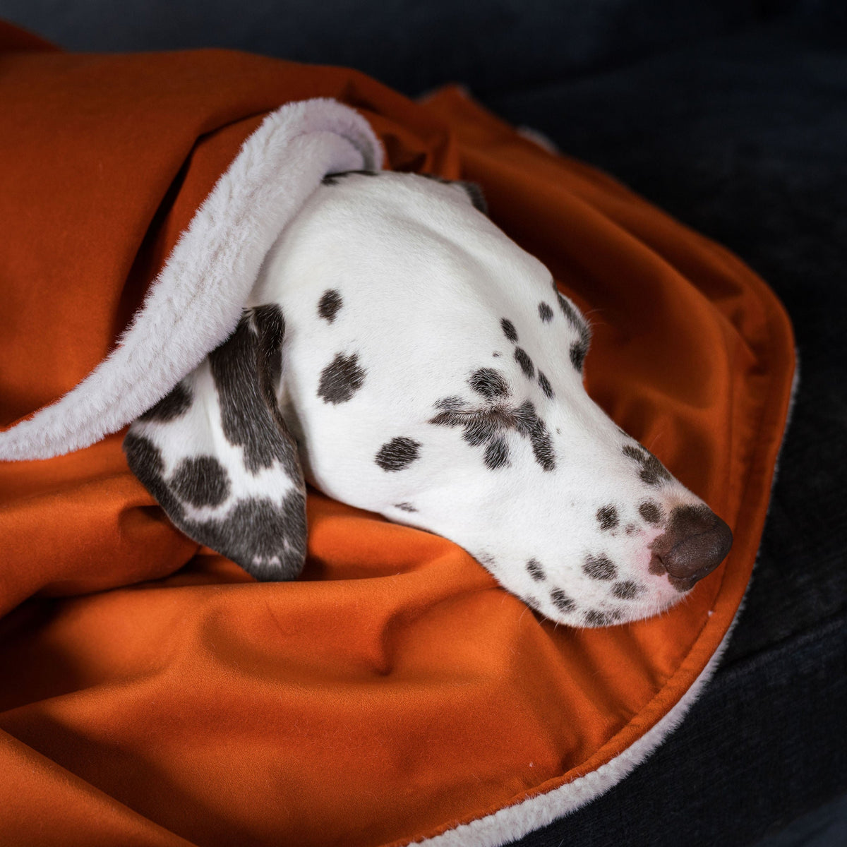 Dog & Puppy Blanket in Pumpkin Velvet, view 4