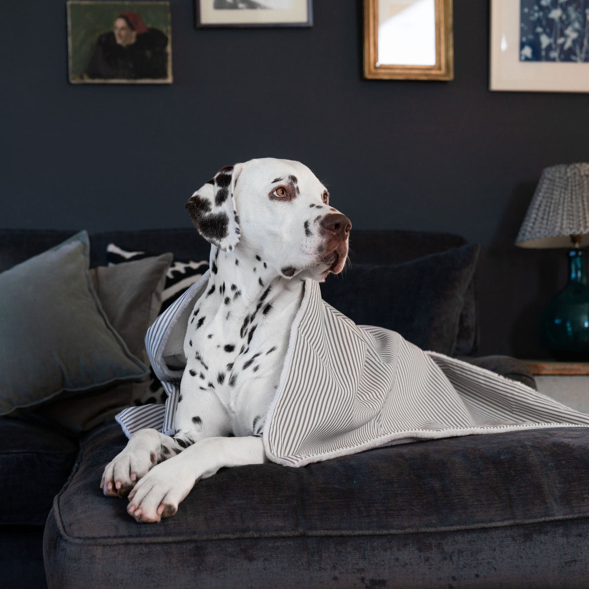 Dog & Puppy Blanket in Spots & Stripes, view 16