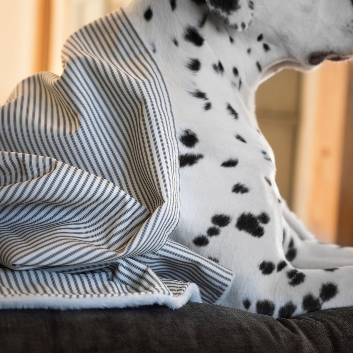 Dog & Puppy Blanket in Spots & Stripes, view 19