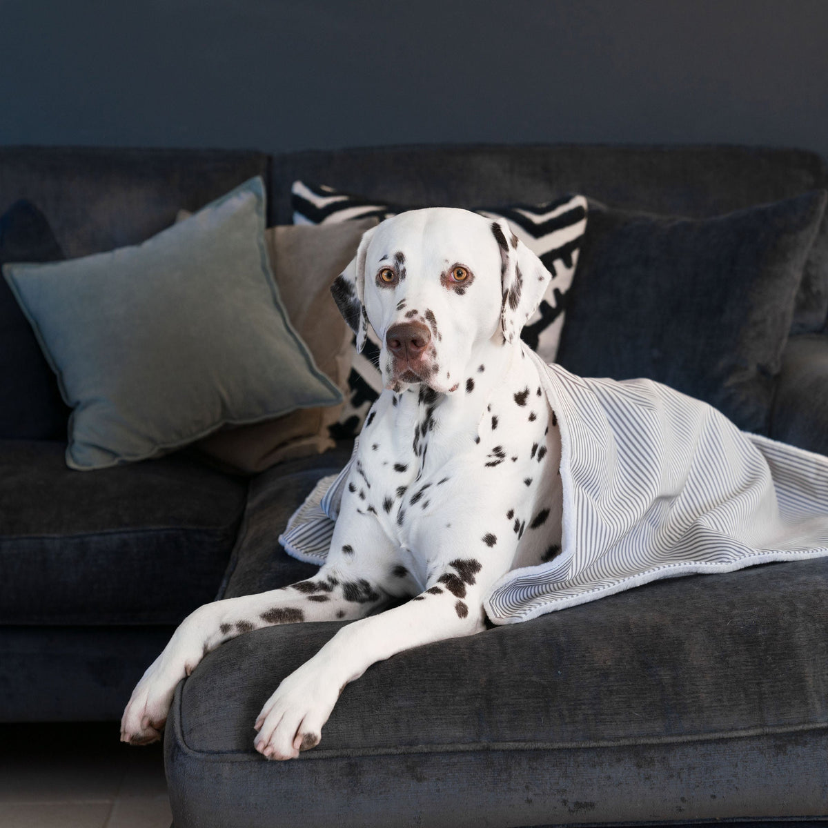 Dog & Puppy Blanket in Spots & Stripes, view 17