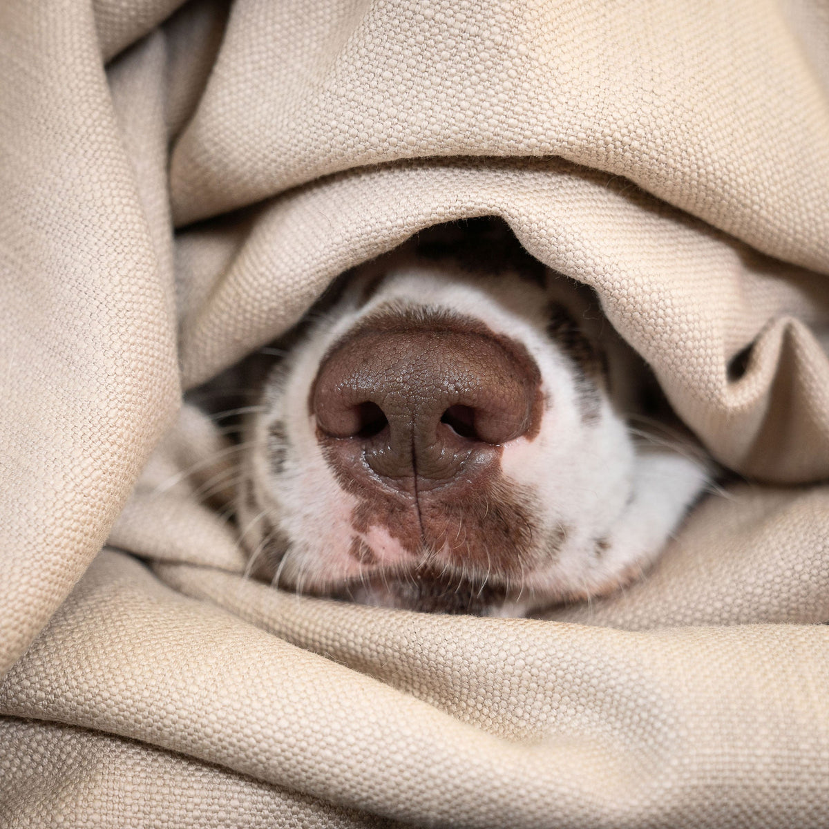 Dog & Puppy Blanket in Savanna Oatmeal, view 3