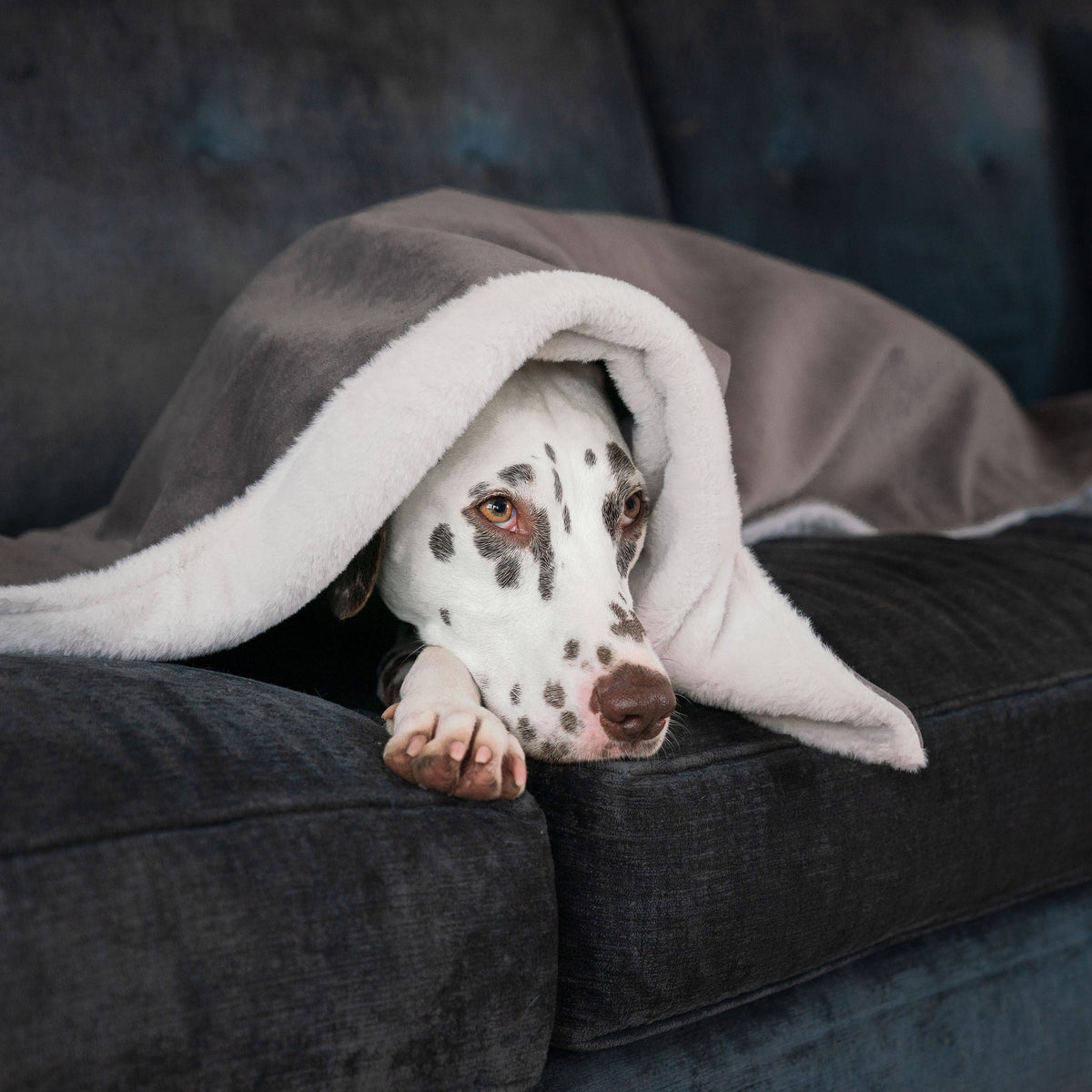 Dog & Puppy Blanket in Silt Velvet