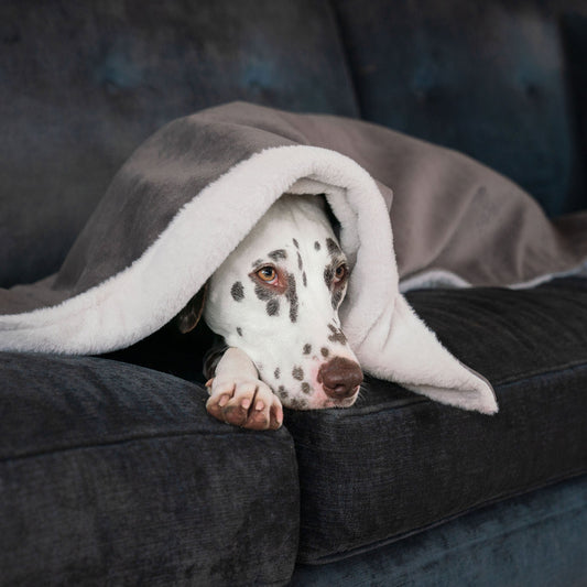 Dog & Puppy Blanket in Silt Velvet