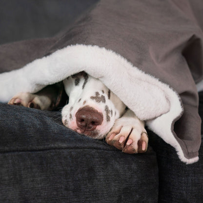 Dog & Puppy Blanket in Silt Velvet, view 2