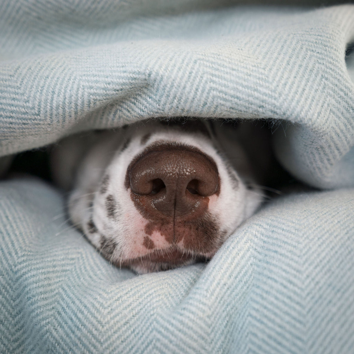 Dog & Puppy Blanket in Herringbone Tweed, view 18