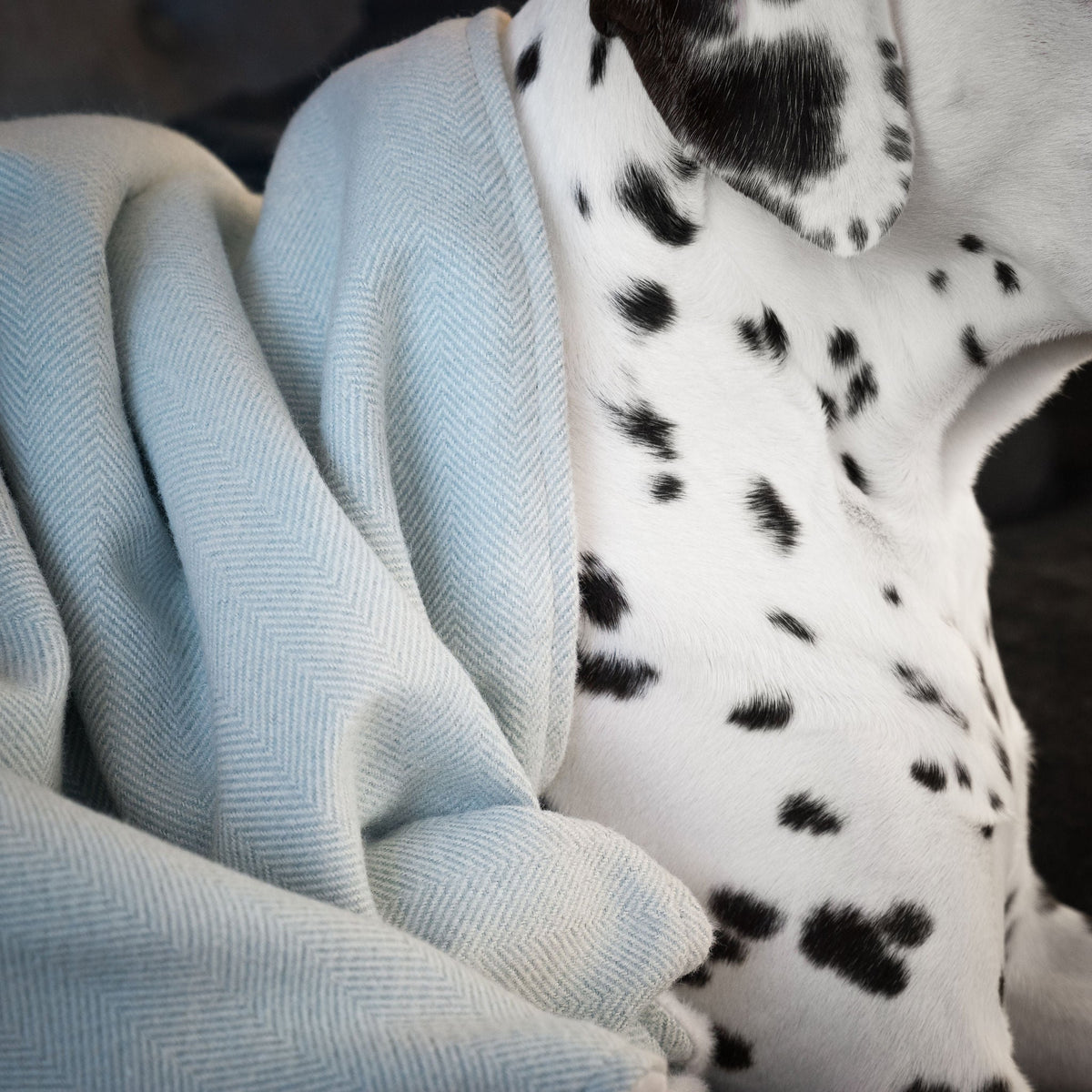 Dog & Puppy Blanket in Herringbone Tweed, view 17